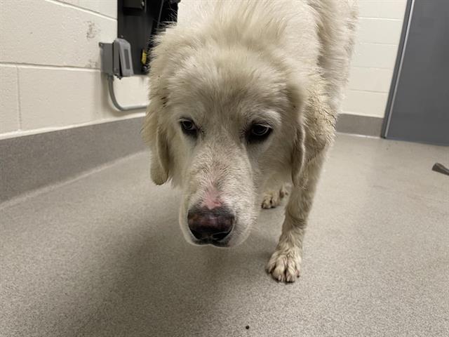 Shelter Stray Male Dog last seen LINCOLN, 11232 B Ave, Auburn, CA 95603, USA