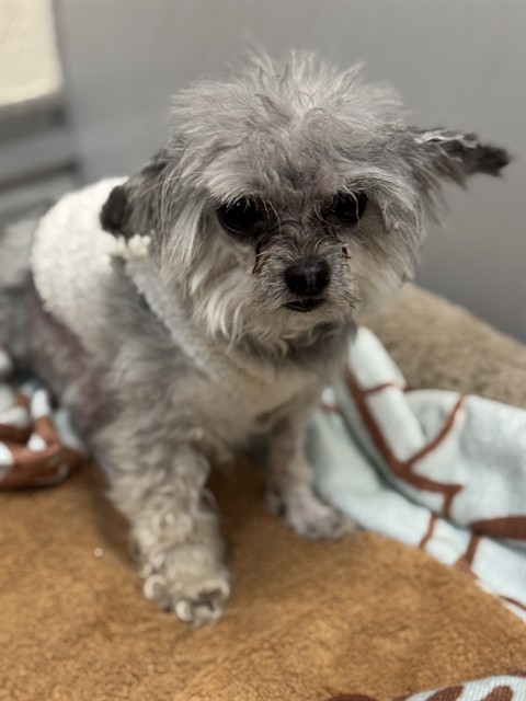 Shelter Stray Female Dog last seen Near BLOCK S 2030, 4522 W 3500 S, West Valley City, UT 84120, USA
