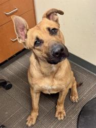 Shelter Stray Male Dog last seen Near BLOCK S HEW WOOD DR, TAYLORSVILLE UT 84129, 4522 W 3500 S, West Valley City, UT 84120, USA