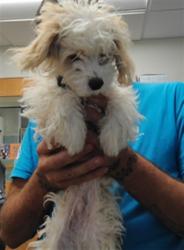 Shelter Stray Male Dog last seen COORS AND GUN CLUB, 3001 2nd St SW, Albuquerque, NM 87105, USA