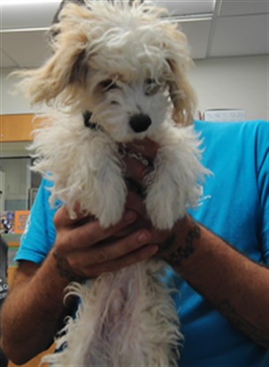 Shelter Stray Male Dog last seen COORS AND GUN CLUB, 3001 2nd St SW, Albuquerque, NM 87105, USA