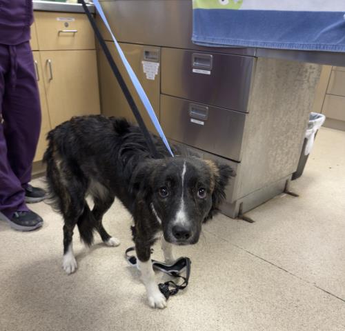 Shelter Stray Female Dog last seen LIMONITE AVE/ CLAY ST, JURUPA VALLEY CA, 6851 Van Buren Boulevard, Jurupa Valley, CA 92509, USA