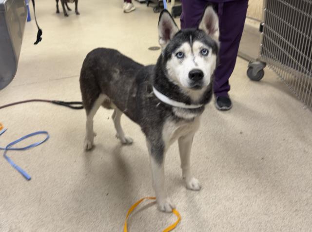 Shelter Stray Female Dog last seen Near BLOCK VERBENA DR, RIVERSIDE CA 92504, 6851 Van Buren Boulevard, Jurupa Valley, CA 92509, USA