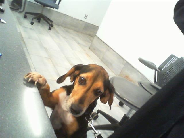 Shelter Stray Female Dog last seen CHARLOTTE, 8315 Byrum Dr, Charlotte, NC 28217, USA