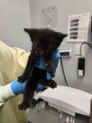 Shelter Stray Male Cat last seen Near BLOCK 118TH WAY SE, KENT WA 98030, 21615 64th Ave S, Kent, WA 98032, USA