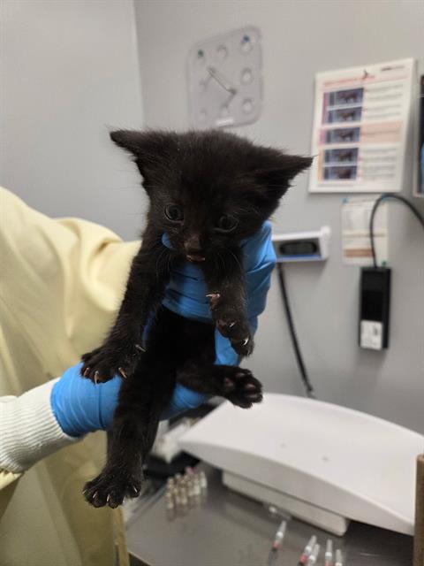 Shelter Stray Male Cat last seen Near BLOCK 118TH WAY SE, KENT WA 98030, 21615 64th Ave S, Kent, WA 98032, USA