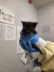 Shelter Stray Male Cat last seen Near BLOCK 118TH WAY SE, KENT WA 98030, 21615 64th Ave S, Kent, WA 98032, USA