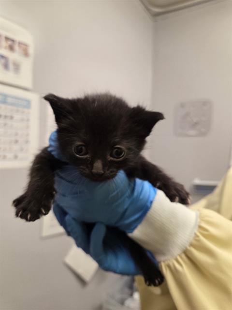 Shelter Stray Female Cat last seen Near BLOCK 118TH WAY SE, KENT WA 98030, 21615 64th Ave S, Kent, WA 98032, USA