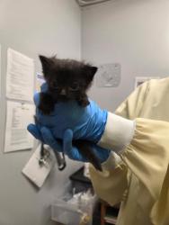 Shelter Stray Male Cat last seen Near BLOCK 118TH WAY SE, KENT WA 98030, 21615 64th Ave S, Kent, WA 98032, USA