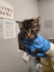 Shelter Stray Female Cat last seen Near BLOCK 118TH WAY SE, KENT WA 98030, 21615 64th Ave S, Kent, WA 98032, USA