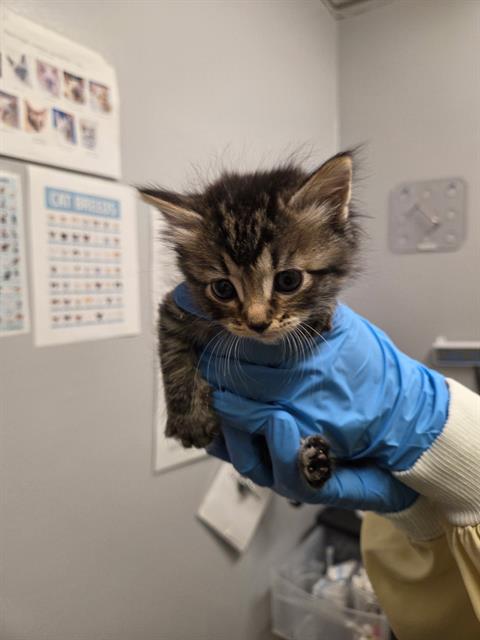 Shelter Stray Female Cat last seen Near BLOCK 118TH WAY SE, KENT WA 98030, 21615 64th Ave S, Kent, WA 98032, USA