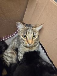 Shelter Stray Female Cat last seen Near BLOCK 118TH WAY SE, KENT WA 98030, 21615 64th Ave S, Kent, WA 98032, USA