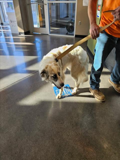 Shelter Stray Male Dog last seen Near BLOCK W 39TH ST S, CHENEY KS 67025, 3303 N Hillside St, Wichita, KS 67219, USA