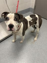Shelter Stray Female Dog last seen Near, 5001 E Raymond St, Indianapolis, IN 46203, USA