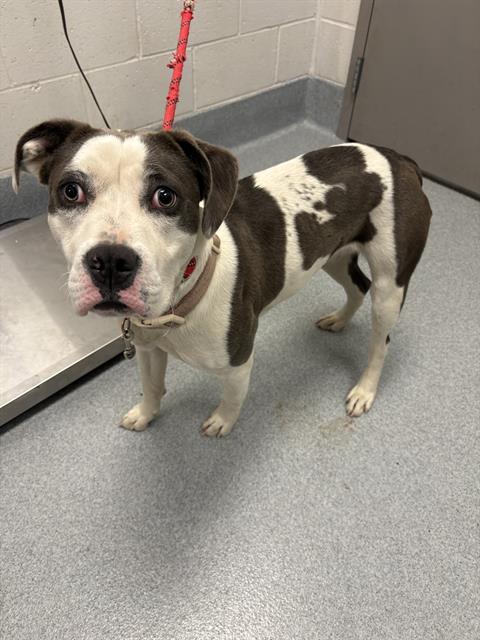 Shelter Stray Female Dog last seen Near, 5001 E Raymond St, Indianapolis, IN 46203, USA