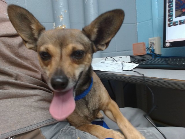 Shelter Stray Female Dog last seen ATRISCO/CENTRAL, 11800 Sunset Gardens Rd SW, Albuquerque, NM 87121, USA