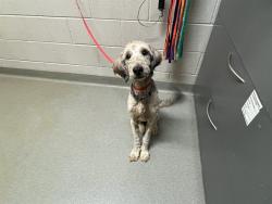 Shelter Stray Female Dog last seen Near BLOCK SAWYER WAY, COLORADO SPRINGS, CO 80915, 610 Abbot Ln, Colorado Springs, CO 80905, USA
