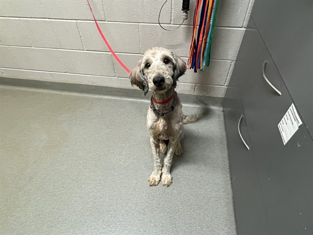 Shelter Stray Female Dog last seen Near BLOCK SAWYER WAY, COLORADO SPRINGS, CO 80915, 610 Abbot Ln, Colorado Springs, CO 80905, USA