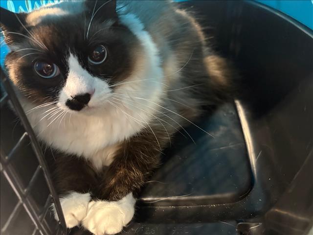 Shelter Stray Female Cat last seen , West Valley Animal Shelter, 20655 Plummer St, Chatsworth, CA 91311, USA
