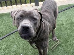 Shelter Stray Male Dog last seen , 3201 Lacy St, Los Angeles, CA 90031, USA