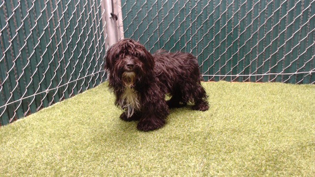 Shelter Stray Male Dog last seen , 11258 Garfield Ave, Downey, CA 90242, USA