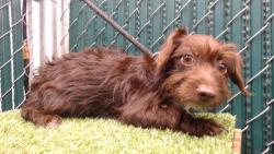 Shelter Stray Male Dog last seen , 11258 Garfield Ave, Downey, CA 90242, USA