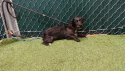 Shelter Stray Male Dog last seen , 11258 Garfield Ave, Downey, CA 90242, USA