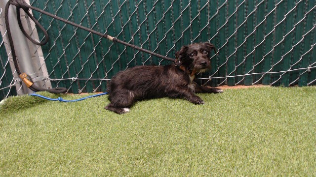 Shelter Stray Male Dog last seen , 11258 Garfield Ave, Downey, CA 90242, USA