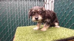 Shelter Stray Male Dog last seen , 11258 Garfield Ave, Downey, CA 90242, USA