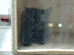 Shelter Stray Unknown Cat last seen Near BLOCK S DEPEW ST, DENVER CO 80227, 1241 W Bayaud Ave, Denver, CO 80223, USA