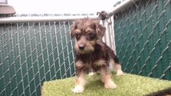 Shelter Stray Female Dog last seen , 11258 Garfield Ave, Downey, CA 90242, USA