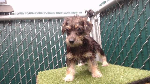Shelter Stray Female Dog last seen , 11258 Garfield Ave, Downey, CA 90242, USA