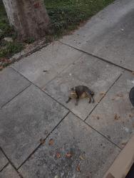 Found/Stray Unknown Cat last seen Belmont st, Cincinnati, OH 45227