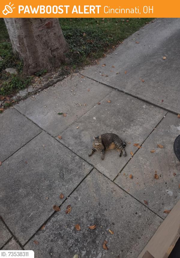 Found/Stray Unknown Cat last seen Belmont st, Cincinnati, OH 45227