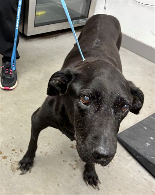 Shelter Stray Female Dog last seen GARY DR AND BULLMOOSE DR, 1920 S Lewis, Mesa, AZ 85210, USA