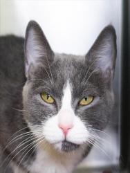 Shelter Stray Female Cat last seen BROOKLINE, 350 S Huntington Ave, Jamaica Plain, MA 02130, USA