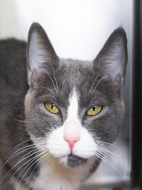 Shelter Stray Female Cat last seen BROOKLINE, 350 S Huntington Ave, Jamaica Plain, MA 02130, USA