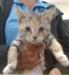 Shelter Stray Female Cat last seen Near BLOCK NW 25 CT, 3599 NW 79th Ave, Doral, FL 33122, USA