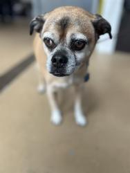 Shelter Stray Male Dog last seen F ST, 130 Beyer Way, Chula Vista, CA 91911, USA