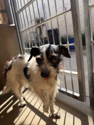 Shelter Stray Female Dog last seen LEFT IN PLAY YARD, 130 Beyer Way, Chula Vista, CA 91911, USA