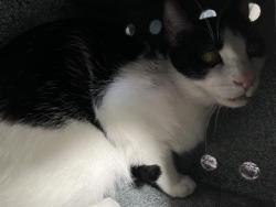 Shelter Stray Male Cat last seen Near BLOCK OF NATIONAL CITY BLVD, 130 Beyer Way, Chula Vista, CA 91911, USA