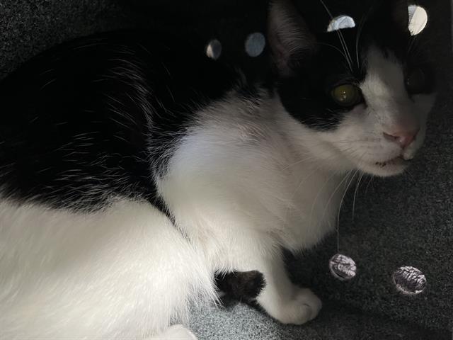 Shelter Stray Male Cat last seen Near BLOCK OF NATIONAL CITY BLVD, 130 Beyer Way, Chula Vista, CA 91911, USA