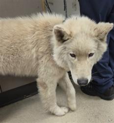 Shelter Stray Male Dog last seen , 14409 Vanowen St, Van Nuys, CA 91405, USA