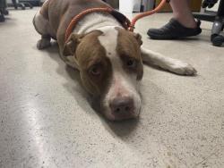 Shelter Stray Female Dog last seen OFALLON, 4850 Mid Rivers Mall Dr, St Peters, MO 63376, USA