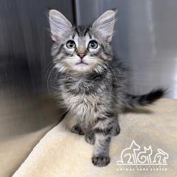 Shelter Stray Female Cat last seen APPOMATTOX/WADSWORTH, 92620, 6443 Oak Canyon, Irvine, CA 92618, USA