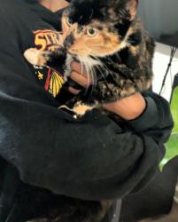 Reunited Female Cat last seen Avant at Steel Creek apmts., Charlotte, NC 28278