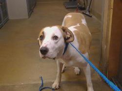 Shelter Stray Female Dog last seen LEMON HILL AVE/STOCKTON BLVD, 95824, 3839 Bradshaw Rd, Sacramento, CA 95827, USA