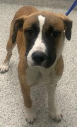 Shelter Stray Female Dog last seen Near BLOCK LAUDER ST, DETROIT MI 48227, 1431 E Ferry St, Detroit, MI 48211, USA