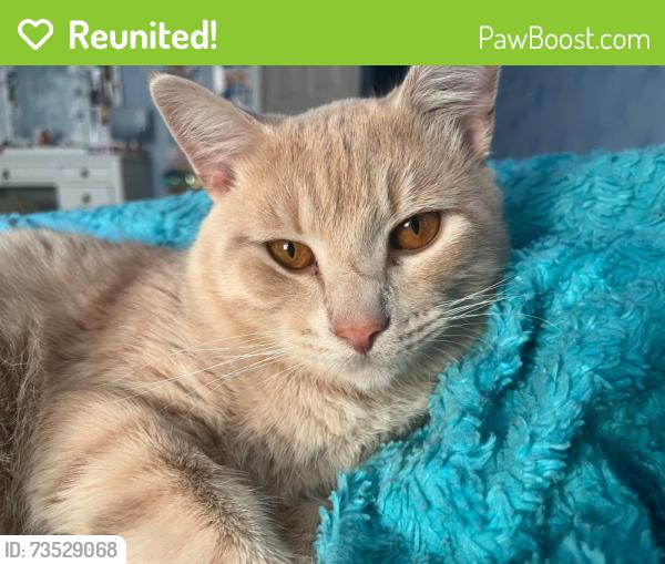 Reunited Male Cat last seen Near itaska street, St. Louis, MO 63111