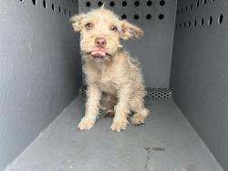 Shelter Stray Male Dog last seen , 4275 Elton St, Baldwin Park, CA 91706, USA